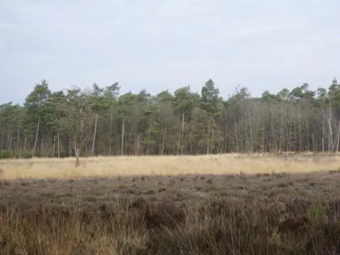 Uitzicht heide