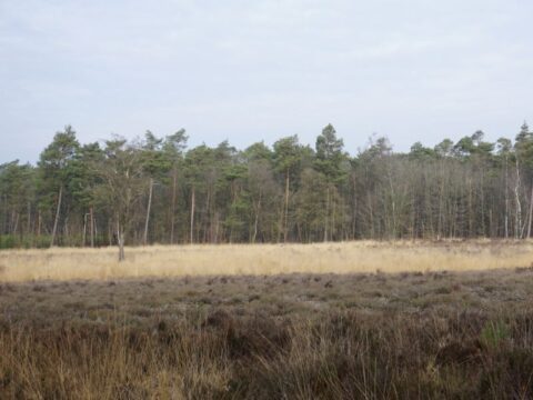 Uitzicht heide
